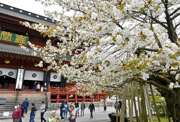 満開を迎えた三仏堂前の「金剛桜」＝21日午前10時15分、日光市山内