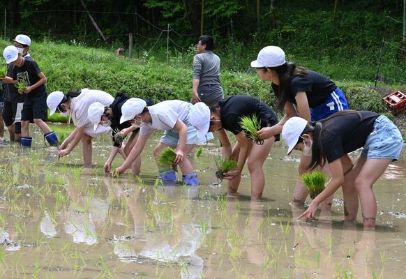田んぼに苗を手植えする児童たち