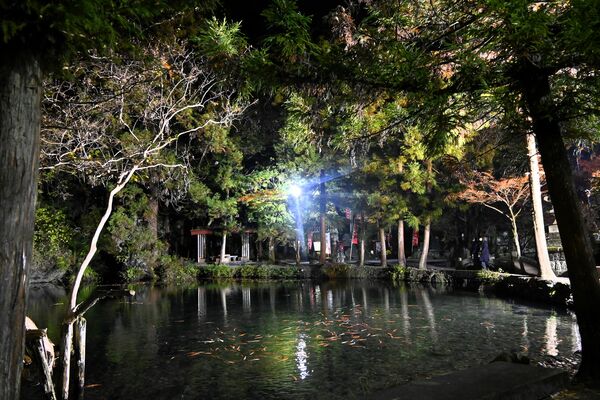 ライトアップされた弁天池