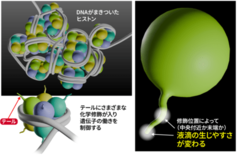 遺伝子制御に関わる液滴形成のメカニズムに新知見