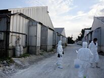 ５万6298頭、殺処分完了　那須烏山の豚熱