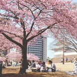 宇都宮の街なかに“花見”戻ってきた　桜のイベント続々と開催予定