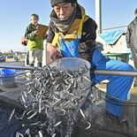 全国２位の販売量、稚アユ出荷大詰め　下野・県漁連種苗センター「質量とも…