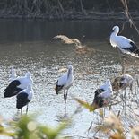 渡良瀬遊水地にコウノトリ20羽超が飛来　例年以上の数、環境整備が奏功？…