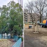 「鎮守の森」消えた？　市がクス伐採、困惑の声　憩いと管理、せめぎあい