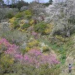 花の谷に色あふれ…茂木「樹の花自然園　花の山」でレンギョウ、ユキヤナギ…