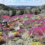 色とりどりの花々競演 那珂川のうえまる花の丘庭園