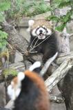 元気に木登り もふもふ　