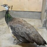 日光の住宅にクジャクか　通報受け今市署が保護