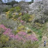花の谷に色あふれ…茂木「樹の花自然園　花の山」でレンギョウ、ユキヤナギが満開