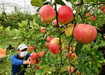 リンゴ収穫　鹿沼