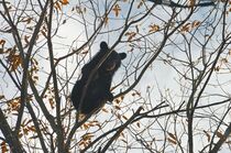 クマ捕獲　那須烏山