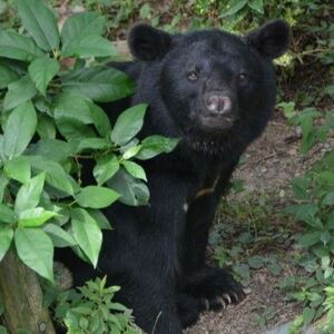 かつて野生のクマ、なぜ動物園に？　母グマ駆除され人工保育　自然との共生 啓発必要