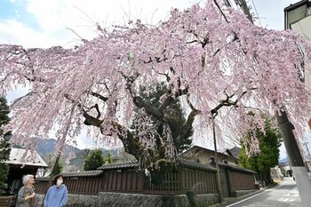 枝垂れて満開、門前桜 日光で回遊イベント｜県内主要,地域の話題,動画