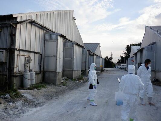 防疫作業を進める県職員ら＝７月24日午後、那須烏山市（県提供）