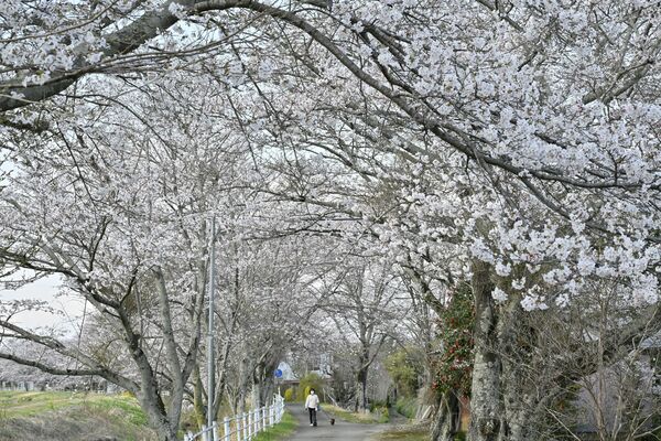 矢板市・上太田の桜並木は六、七分咲き＝７日午後