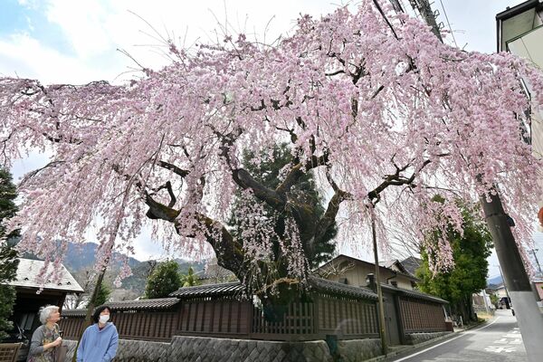 満開となった高田家のシダレザクラ＝14日午後１時30分、日光市稲荷町１丁目