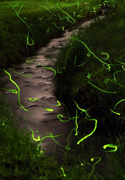 K☆1018 ほたる 第3回ほたるのさんぽみちinみわ2025｜イベント｜いわき市観光サイト