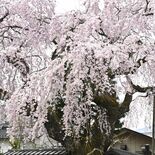 花見と街歩き楽しんで　日光・門前町で桜回遊イベント　樹齢400年のシダ…