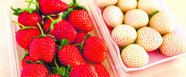 採れたて「完熟イチゴ」味わってＪＡはが野 益子フレッシュ直売所益子観光いちご団地
