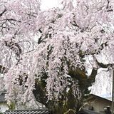 花見と街歩き楽しんで　日光・門前町で桜回遊イベント　樹齢400年のシダレザクラも見頃