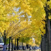 青空埋め尽くす黄金　獨協医大病院のイチ…
