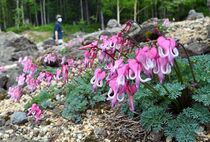 日光白根山でコマクサ見頃