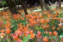 キツネノカミソリ見頃