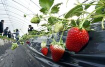 井頭観光いちご園　真岡