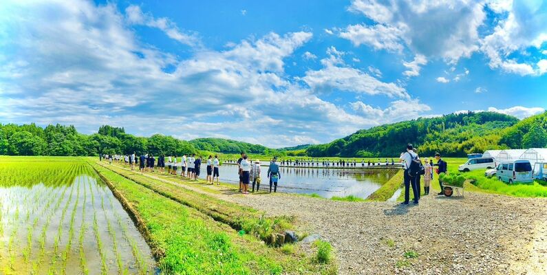 教育旅行で田植え体験をする中学生