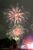 横浜の開港記念日を祝う「横浜開港祭」。フィナーレは花火で盛り上げた＝６月２日、臨港パーク