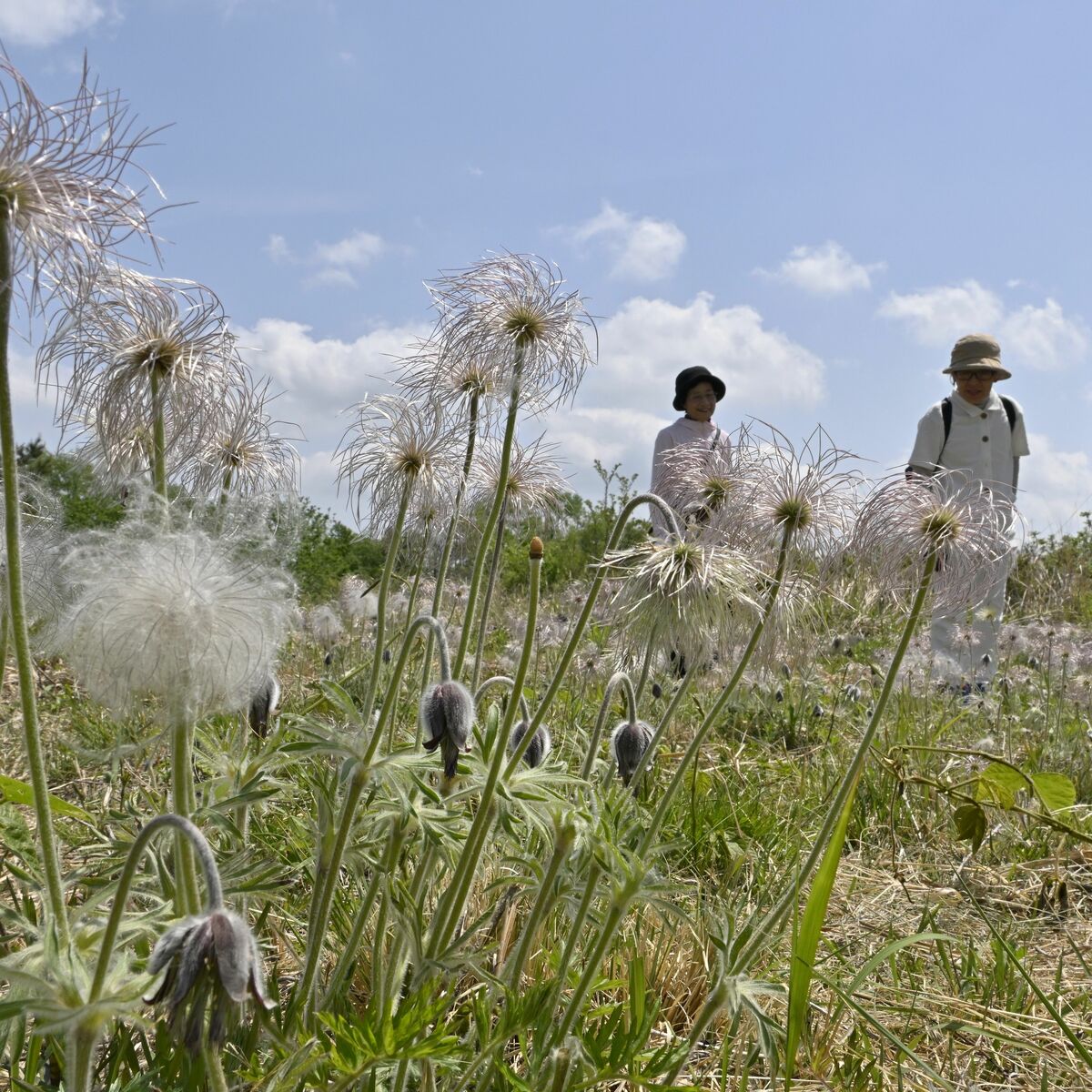【中古】 埼玉県・わが街の木と花の物語 身近な植物の文化誌 下/埼玉新聞社/埼玉県緑の推進員連絡協議会 中古】 埼玉県・わが街の木と花の物語 身近な植物の文化