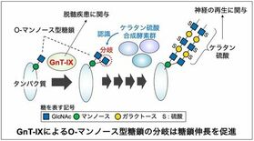脳の糖鎖が伸びる仕組みを解明