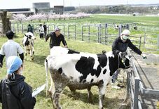 のびのび大きく育ってね 大田原の大野放牧場で牛入牧