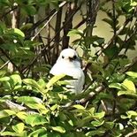 まるでシマエナガ？　那須烏山で真っ白なかわいい鳥を目撃　専門家に聞いた…