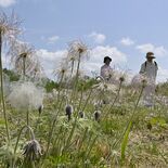 塩谷・鬼怒川河川敷で絶滅危惧種「オキナグサ」見頃　春風にそよぐ白い綿毛
