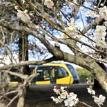 春の息吹感じて途中下車もいいかも？　沿線に甘い香り　芳賀で梅七分咲き
