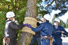 境内の木々“冬支度”　日光山輪王寺で「こも巻き」　紅葉、色づき始める