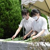作新高生徒会が「一休会慰霊祭」　空襲犠牲の同窓生弔う　平和学ぶ「島守」上映も