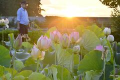 朝日浴び輝く大輪 つがの里でハスの花が見頃