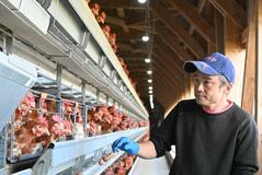 鶏“親子”で価格高騰