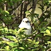 まるでシマエナガ？　那須烏山で真っ白なかわいい鳥を目撃　専門家に聞いた正体は…