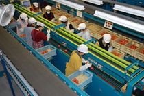 ＜ＪＡ足利＞農業生産工程管理（ＧＡＰ）　８９項目で安全チェック