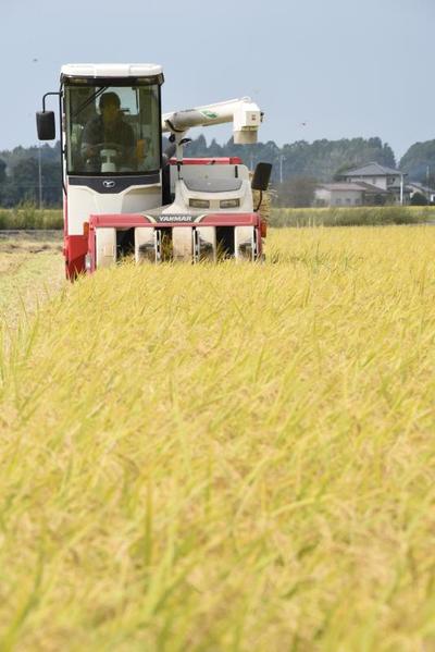 黄金色に実った県のオリジナル品種「とちぎの星」の収穫。暑さなどに強い品種として作付面積が広がっている=2018年10月、真岡市内