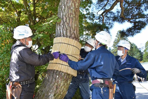 三仏堂周辺でこも巻きをする作業員