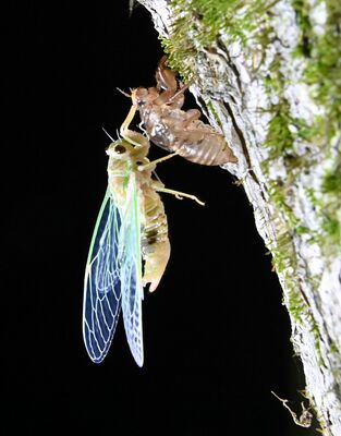 羽化し、透き通った羽を広げるエゾハルゼミ＝21日午後８時55分、那須塩原市湯本塩原