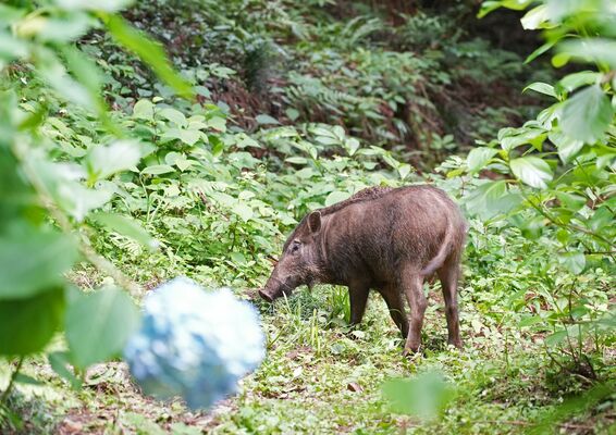 あじさい坂に出没したイノシシ＝７日午前１０時３５分、栃木市平井町