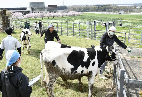 入牧のための確認作業を待つ乳用牛