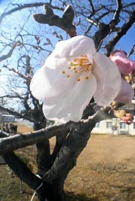 福島県いわき市で市民団体らが独自に「開花宣言」した旧小名浜測候所の旧標本木の桜=27日午後