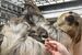 レタスを食べるフタユビナマケモノの赤ちゃん